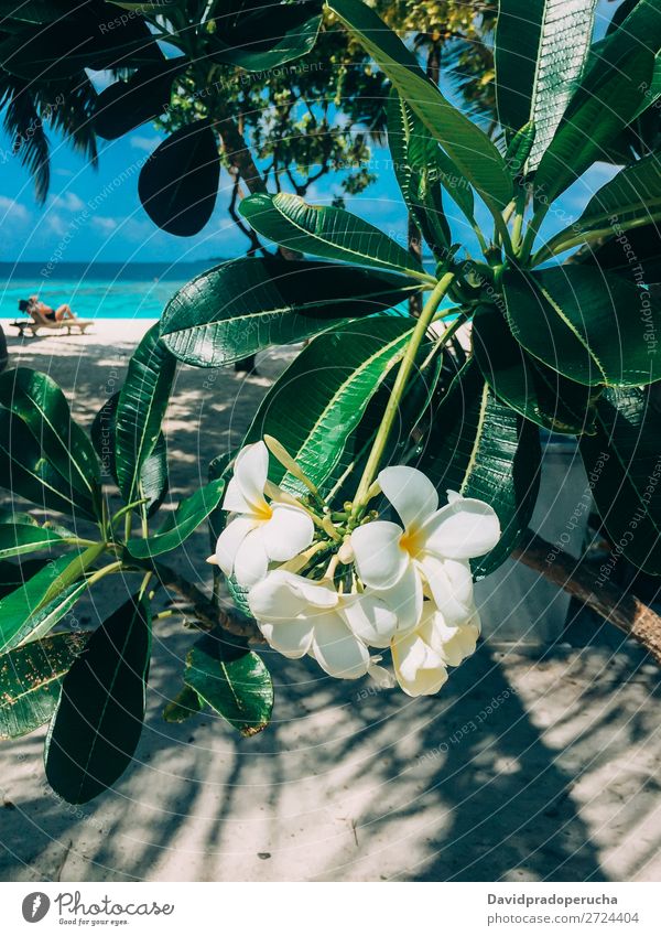 Malediven Insel Plumeria frangipani Baumblume in einem Luxusresort Blume Frangipani Strand Ferien & Urlaub & Reisen Lagune Resort Idylle Reichtum Landschaft