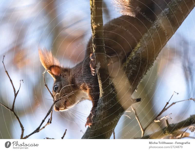 Eichhörnchen im Baum Umwelt Natur Tier Himmel Sonnenlicht Schönes Wetter Ast Wildtier Tiergesicht Fell Krallen Pfote Ohr Nase Auge Maul 1 krabbeln leuchten