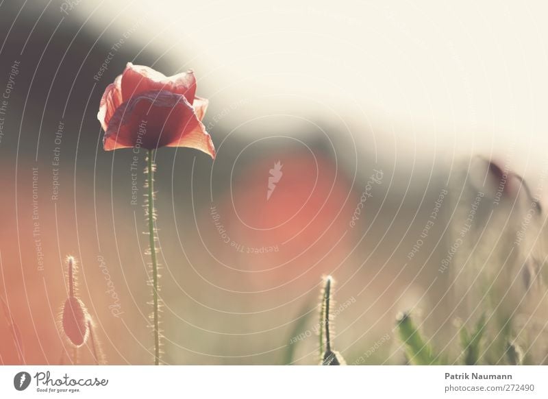 Papaver rhoeas Umwelt Natur Pflanze Tier Sonne Sommer Blume Gras Blüte Mohnblüte Klatschmohn Feld Blühend glänzend leuchten verblüht dehydrieren Freundlichkeit