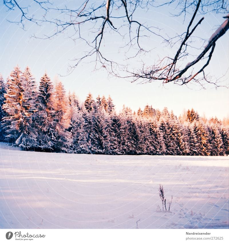 Winterabend Sinnesorgane ruhig Schnee Winterurlaub Natur Landschaft Pflanze Sonnenlicht Klima Wetter Schönes Wetter Eis Frost Baum Wald beobachten wandern
