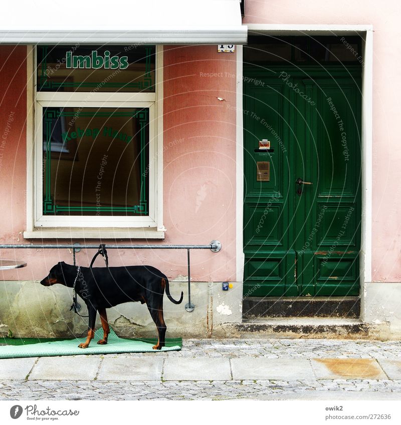 Kundschaft! Mauer Wand Treppe Fassade Fenster Tür Namensschild Imbiss Schriftzeichen Buchstaben Hund 1 Tier stehen Traurigkeit warten trist grau grün rosa rot