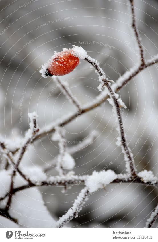 Ein Männlein steht im Walde... Frucht Winter Eis Frost Schnee Pflanze Sträucher Hagebutten leuchten kalt rot weiß Stimmung Klima Natur Überleben Umwelt