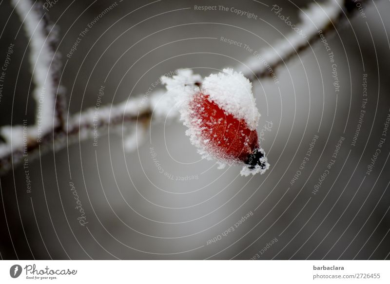 Hagebutte mit weißem Hütchen Frucht Pflanze Winter Eis Frost Schnee Sträucher Hagebutten hängen leuchten Gesundheit kalt rot Stimmung Klima Kraft Natur