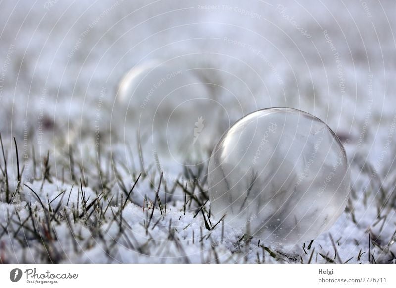 Seifenblasen im leicht angefrorenen Zustand liegen auf einer Wiese mit Schnee Umwelt Natur Pflanze Winter Eis Frost Gras Garten Kugel frieren außergewöhnlich
