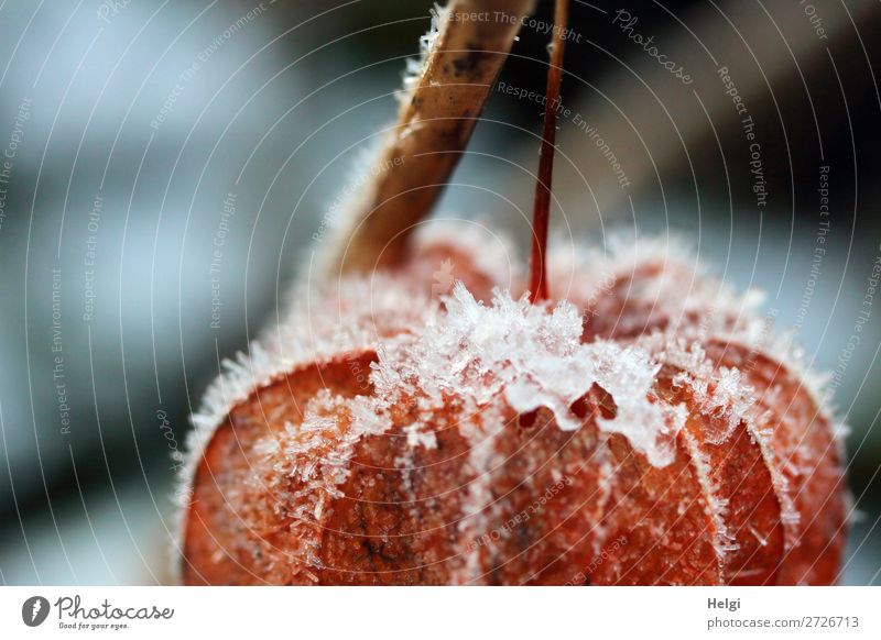 Detailaufnahme einer orangen Lampionblume mit Eiskristallen besetzt Umwelt Natur Pflanze Winter Frost Physalis Stengel Garten frieren hängen außergewöhnlich