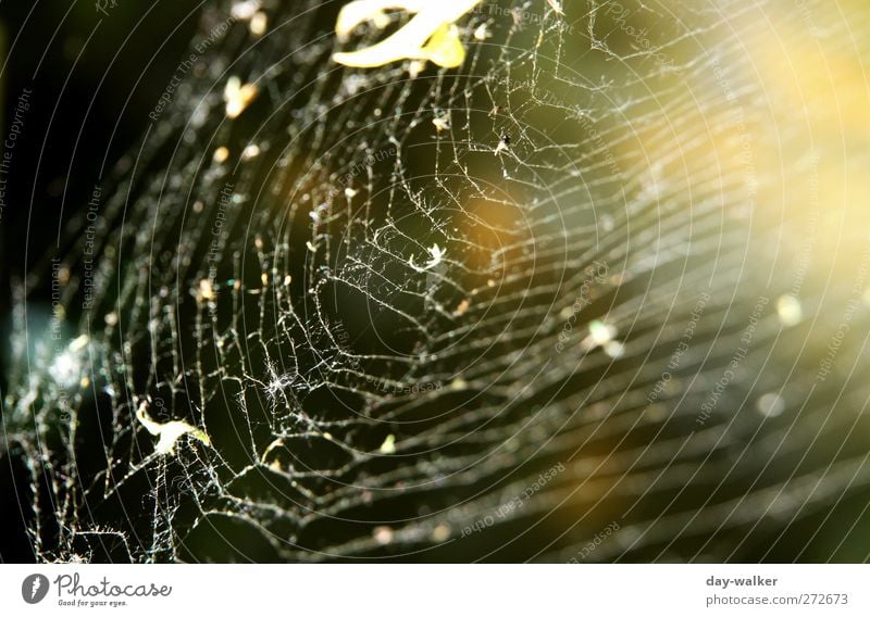 Den Faden verloren Tier Frühling dünn fest schwarz Makroaufnahme Spinnennetz Nähgarn Angst Engmaschig verbinden Farbfoto Außenaufnahme Menschenleer Tag Licht