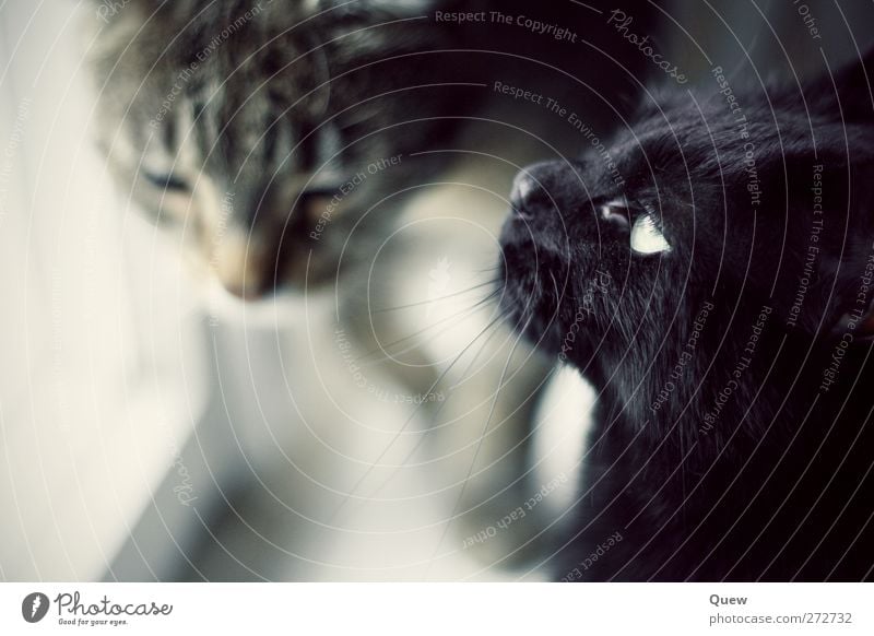 Katzentreff Tier Haustier 2 Tierpaar beobachten Blick träumen grau schwarz Interesse Ferne Farbfoto Innenaufnahme Tag Unschärfe Schwache Tiefenschärfe