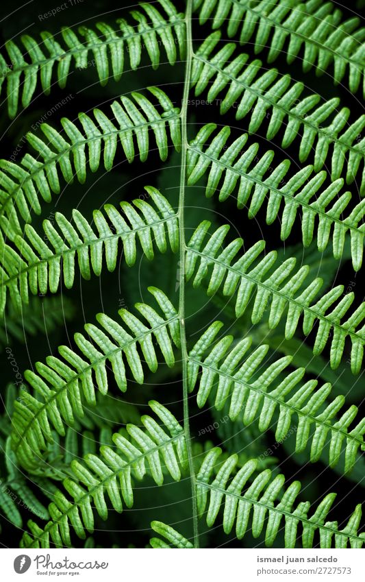 grüner Farn Pflanze Blätter Wurmfarn Blatt abstrakt Konsistenz Garten geblümt Natur Dekoration & Verzierung Außenaufnahme Zerbrechlichkeit Hintergrund Winter