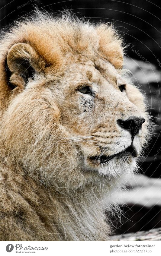 Lion Wildtier Löwe 1 Tier beobachten elegant Erfolg fantastisch groß blau braun gold grau schwarz weiß Ehre Tapferkeit selbstbewußt Ausdauer Stolz Abenteuer