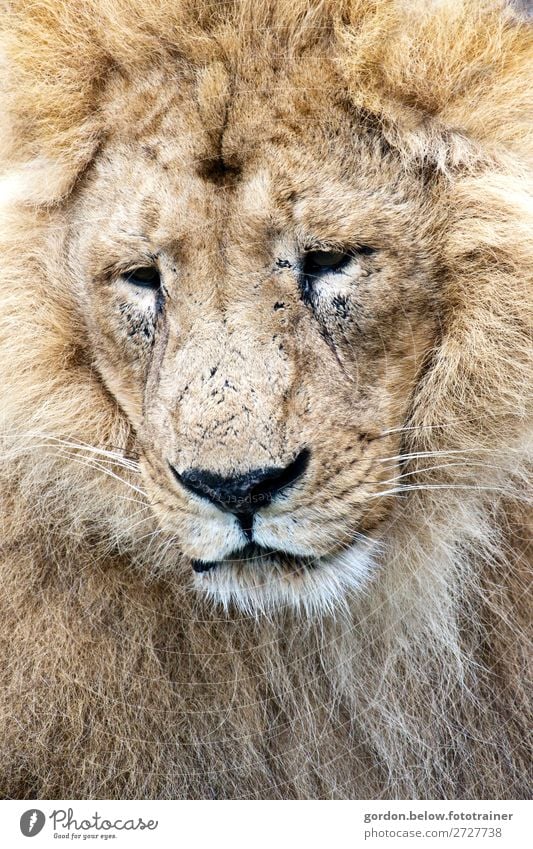 # König der Savanne Natur Tier Wildtier Löwe 1 beobachten genießen hören groß muskulös blau braun gold grau schwarz silber weiß Zufriedenheit Tapferkeit