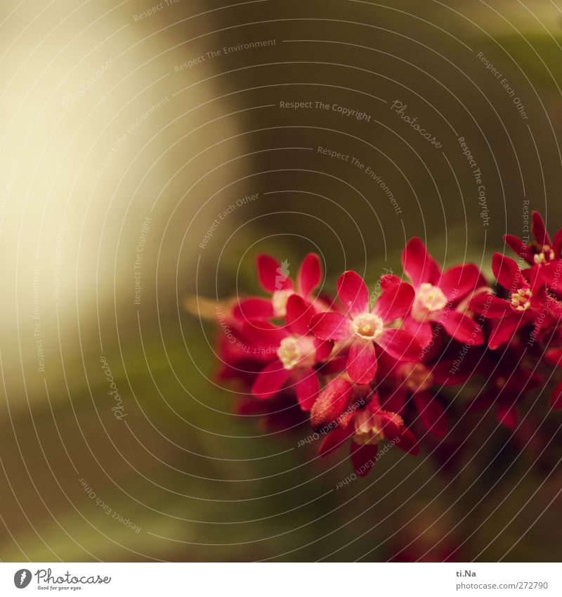 Blümchen für Gismo Umwelt Natur Landschaft Pflanze Frühling Baum Blume Sträucher Garten Duft hell schön klein gelb grün rosa Frühlingsgefühle Farbfoto