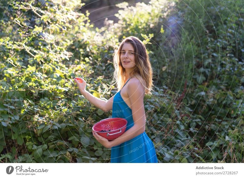 Mädchen beim Beerenpflücken im Garten Frau sammelnd Kommissionierung Ernte süß Landwirtschaft Gärtner Natur reif organisch natürlich frisch Sträucher Vitamin
