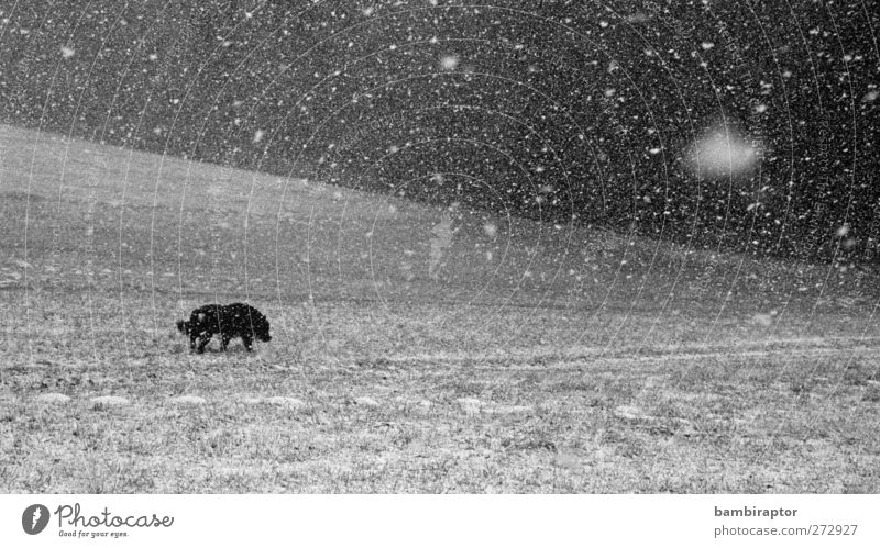 Schneegestöber Umwelt Natur Landschaft Klima Wetter schlechtes Wetter Eis Frost Schneefall Gras Tier Haustier Hund 1 kalt Einsamkeit Schneeflocke analog