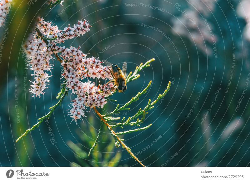Nahaufnahme einer Biene, die Tamarix chinensis-Blüten bestäubt Tamariske Fünf-Sterne-Tamariske Chinesische Tamariske Salzzeder Blumen geblümt Überstrahlung Ast