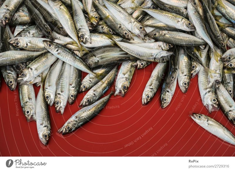 Auf einem Fischmarkt in Istanbul. Lebensmittel Meeresfrüchte Ernährung Bioprodukte kaufen Angeln Ferien & Urlaub & Reisen Sightseeing Städtereise Wirtschaft