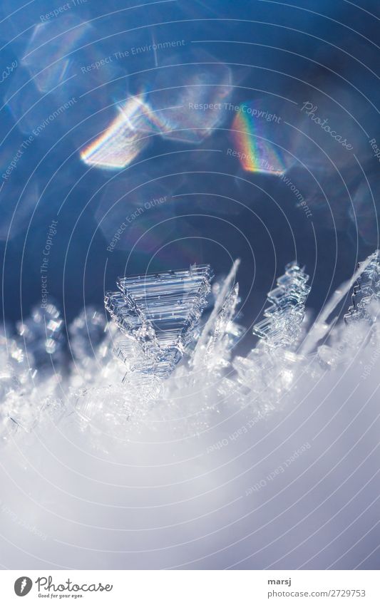 Kristallzauber Leben harmonisch Natur Winter Eis Frost Schnee Kristalle glänzend außergewöhnlich kalt natürlich blau Reinheit ästhetisch einzigartig rein