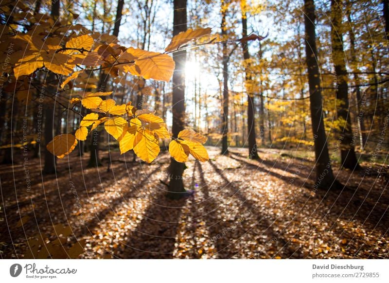 Herbstlicht Umwelt Natur Landschaft Pflanze Tier Wolkenloser Himmel Schönes Wetter Baum Moos Blatt Wald braun gelb orange schwarz Erholung erleben ruhig