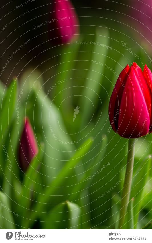 Tulpen aus Nachbars Garten Umwelt Natur Pflanze Frühling Blume Nutzpflanze grün rot Brennpunkt Stengel Blütenblatt knallig Dekoration & Verzierung schön