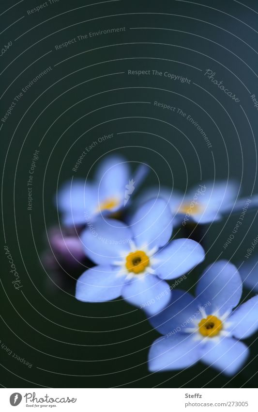 bevor Erinnerungen verblassen Vergißmeinnicht blühende Frühlingsblume blaue Blumen Blüte dezent anmutig hellblau blühende Blume Wildpflanze romantisch Blühend
