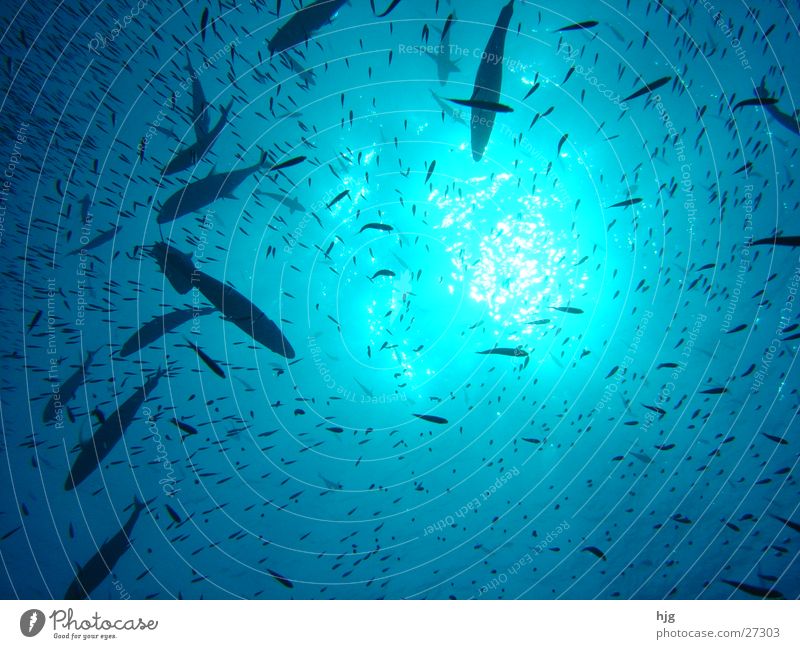 Waterview Malediven Verkehr fish Fisch Sonne Wasser Unterwasseraufnahme waterview sun maldives