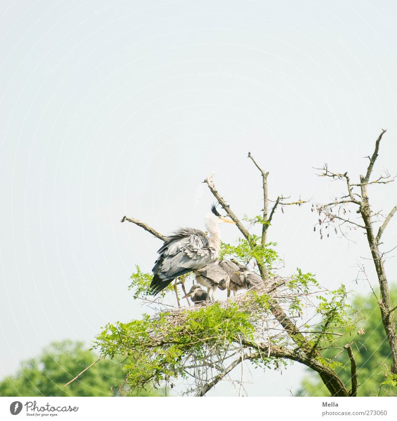 Beschützen Umwelt Natur Pflanze Tier Baum Baumkrone Ast Wildtier Vogel Reiher Graureiher Nest Tiergruppe Tierfamilie stehen warten Zusammensein natürlich