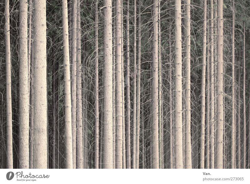 Ich glaub' ich steh' im Wald Natur Pflanze Baum Fichtenwald Zweig Ast Baumstamm Wachstum groß braun gerade parallel dicht ruhig Farbfoto Gedeckte Farben