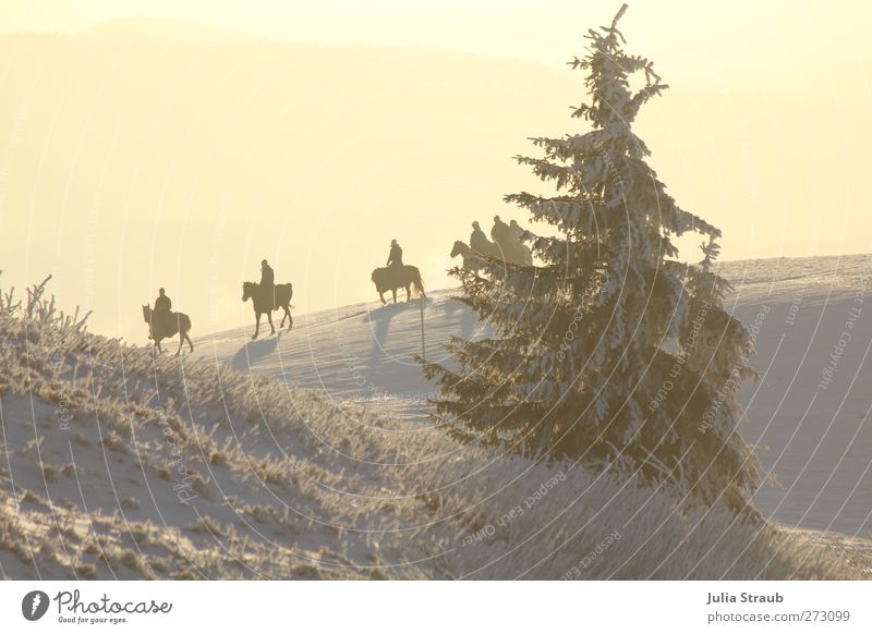 Ausritt Mensch 5 Landschaft Sonnenlicht Winter Schnee Baum Berge u. Gebirge Nutztier Pferd 4 Tier Tiergruppe Erholung Menschengruppe Tanne Farbfoto
