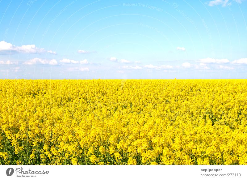 gelbes meer Getreide Ferne Sommer Umwelt Natur Landschaft Pflanze Himmel Wolken Schönes Wetter Blüte Nutzpflanze Feld Blühend Duft Rapsfeld mehrfarbig