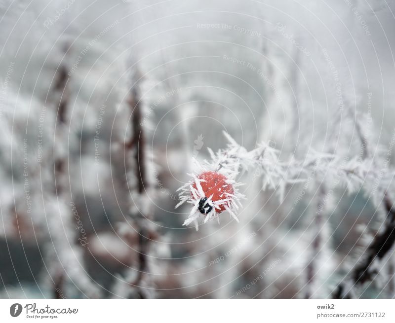Stachelbeere Umwelt Natur Pflanze Eis Frost Schnee Sträucher Hagebutten Hundsrose Eiskristall Raureif frisch kalt Spitze stachelig rot weiß geduldig Hoffnung