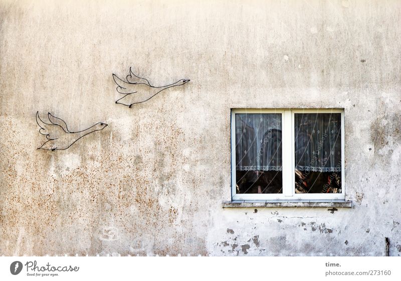 Hiddensee | Reisende soll man nicht aufhalten Kunst Kunstwerk Haus Bauwerk Gebäude Mauer Wand Fassade Fenster Gans 2 Tier fliegen Armut dreckig Enttäuschung