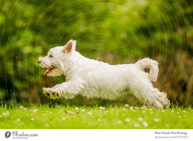 Ein Hund, der über ein Feld mit Gänseblümchen rennt und springt. Tier Haustier Tiergesicht 1 rennen Spielen springen grün weiß Freude Tatkraft Farbfoto