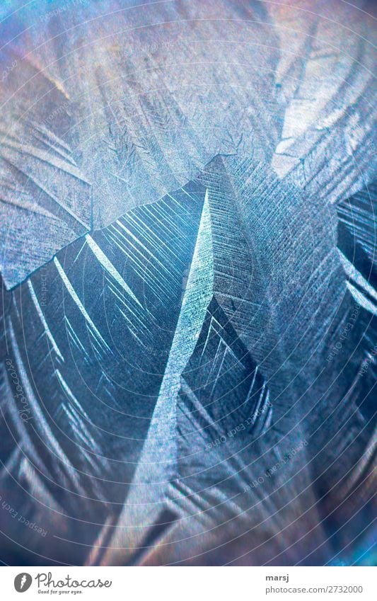 Zusammengewachsen Eis Frost kalt Strukturen & Formen außergewöhnlich fantastisch blau zusammenwachsen einzigartig skurril Vergänglichkeit Hintergrundbild