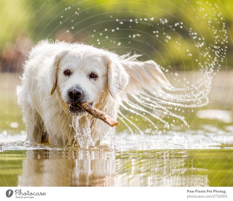 Hund im See mit einem Stock Tier Haustier Tiergesicht Fell 1 Wasser laufen Schwimmen & Baden Spielen schön Farbfoto Außenaufnahme Nahaufnahme Menschenleer