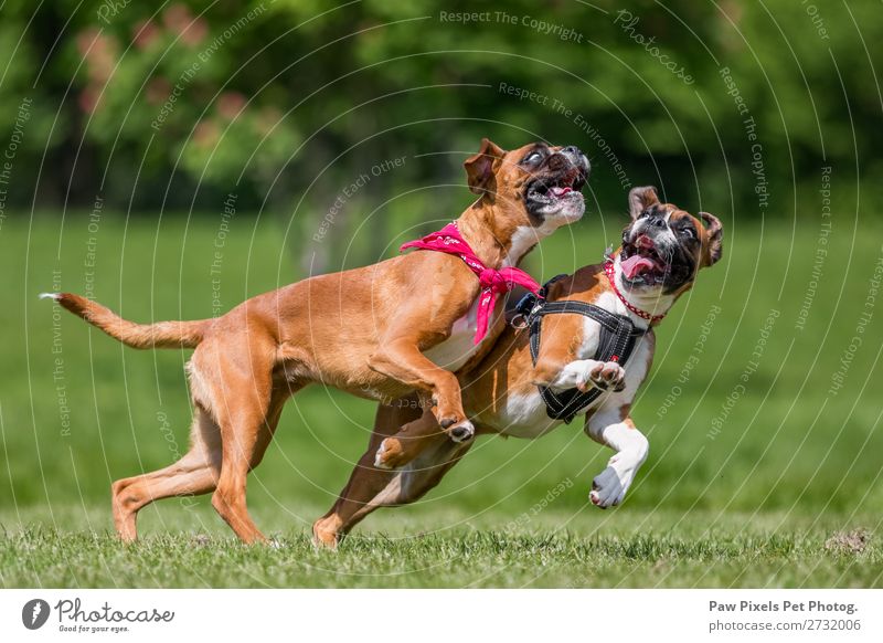 Nahaufnahme von zwei Hunden, die auf einem Hügel spielen. Boxerhunde. Natur Tier Frühling Sommer Schönes Wetter Gras Park Wiese Feld Wald Haustier Tiergesicht