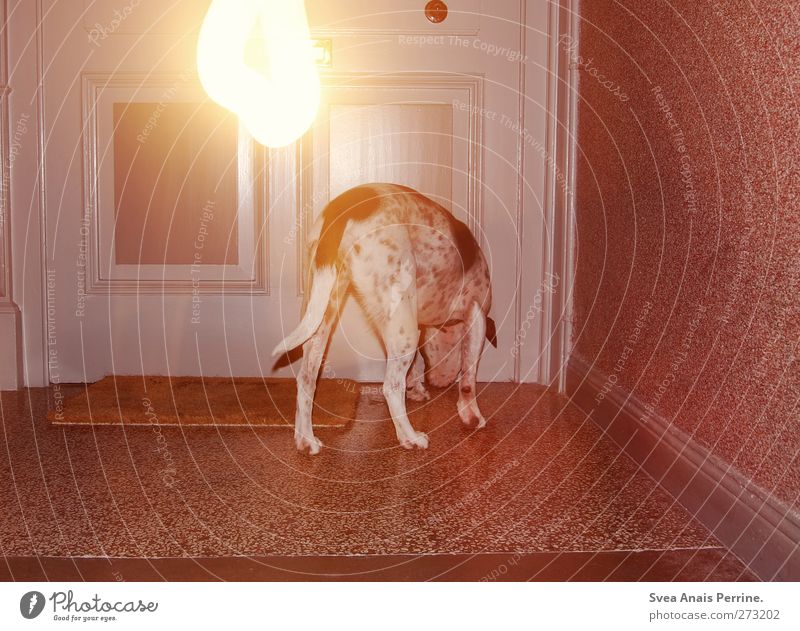 <3 <3 <3 Treppenhaus Haustier Eingangstür Fußmatte Tier Hund 1 stehen trashig Nacht Licht Lichtspiel Lichterscheinung Langzeitbelichtung Boxer gepunktet Geruch