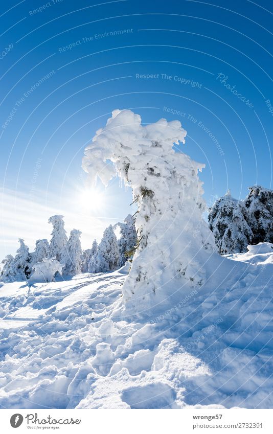 Winterwald III Natur Landschaft Pflanze Himmel Sonne Schönes Wetter Eis Frost Schnee Baum Nadelbaum Fichtenwald Berge u. Gebirge Harz Brocken kalt blau braun