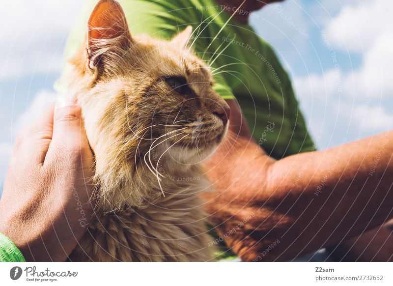 Freunde fürs Leben maskulin 60 und älter Senior Himmel Wolken Sommer T-Shirt Haustier Katze berühren Erholung blond elegant Freundlichkeit Glück Geborgenheit