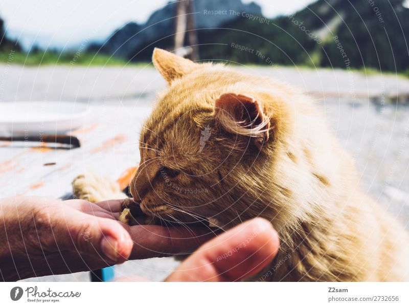 Katze Frisst Aus Der Hand Ein Lizenzfreies Stock Foto Von