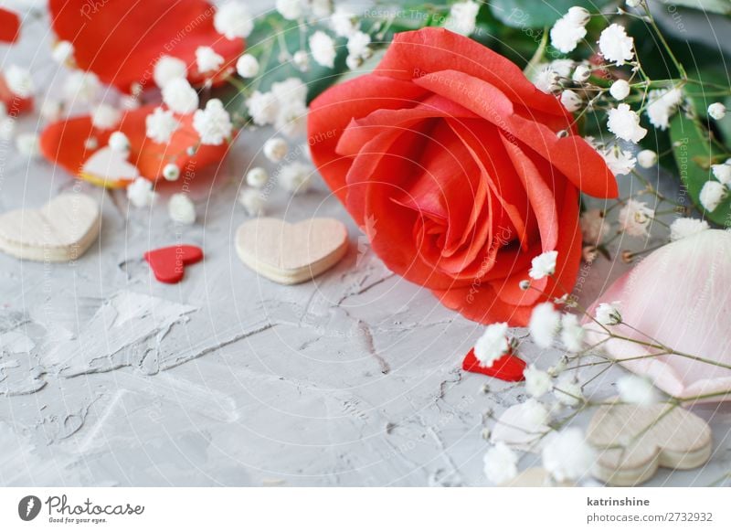 Rote Rosen Blumen, Blütenblätter und Herzen schön Dekoration & Verzierung Feste & Feiern Hochzeit Mutter Erwachsene Liebe hell grau grün rosa rot Hintergrund