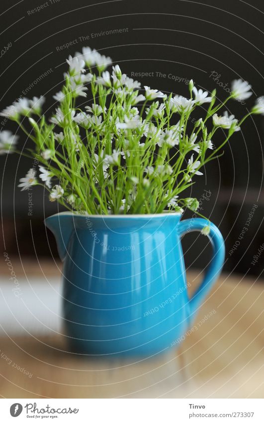 weiße Frühlingsblumen in blauem Keramikkrug Blume Wildpflanze Duft frisch braun grün schwarz Krug Behälter u. Gefäße Steingut Kännchen Kannenpflanzen zart