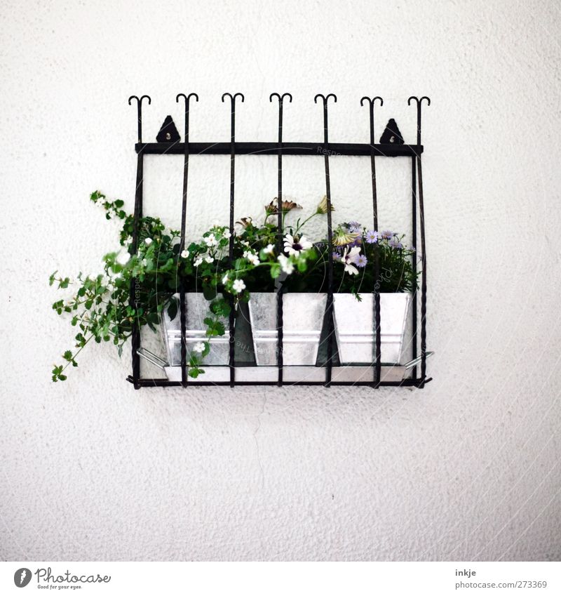 Fluchtgefahr gebannt!! (ein Glück!) Pflanze Blume Mauer Wand Fassade Dekoration & Verzierung Blühend hängen Sicherheit Ordnungsliebe Versicherung