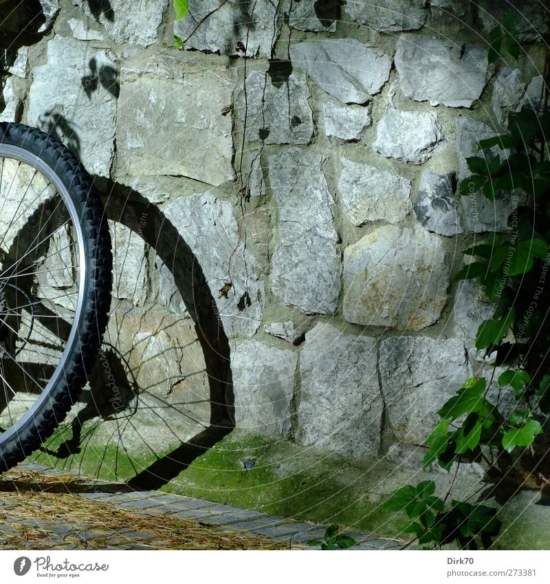 Rasten vom Radeln sportlich Fitness Freizeit & Hobby Fahrradtour Fahrradfahren Mountainbike Mountainbiking Pflanze Efeu Grünpflanze Wildpflanze Wein Mauer Wand