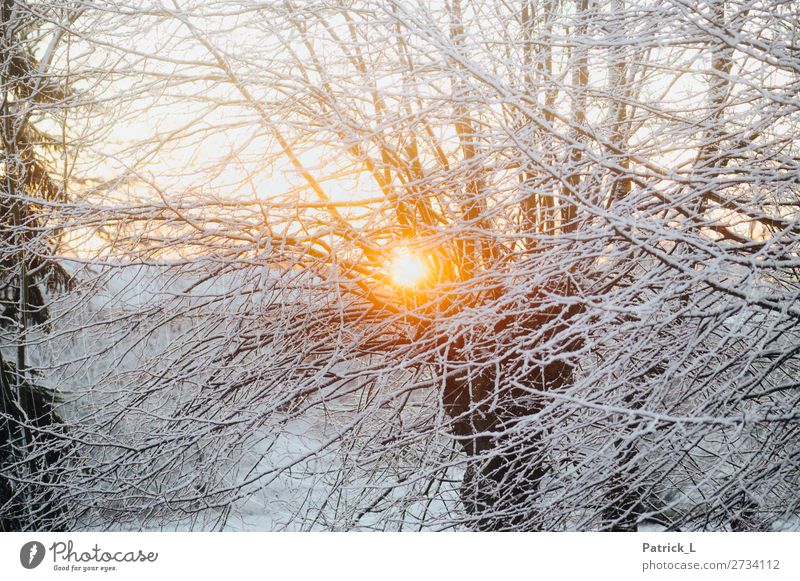 Im Winter Natur Schönes Wetter Schnee Schneefall Baum Wald frieren hängen liegen schön gelb gold weiß Zufriedenheit Vorfreude Kraft ruhig Abenteuer entdecken