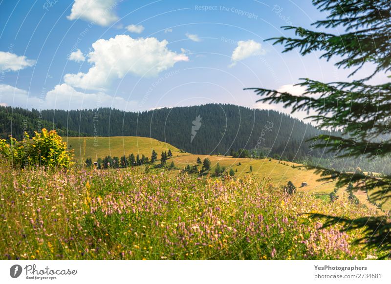 Sommerliche Natur mit bewaldeten Bergen und blühenden Ebenen Freude Ferien & Urlaub & Reisen Berge u. Gebirge Umwelt Landschaft Wetter Schönes Wetter Wärme