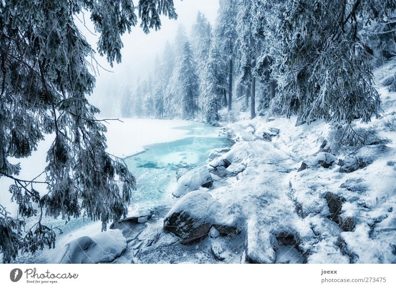 Die Geister am Mummelsee Natur Wasser Winter Wetter Nebel Eis Frost Schnee Wald Seeufer kalt blau schwarz weiß Idylle Farbfoto Außenaufnahme Menschenleer Tag