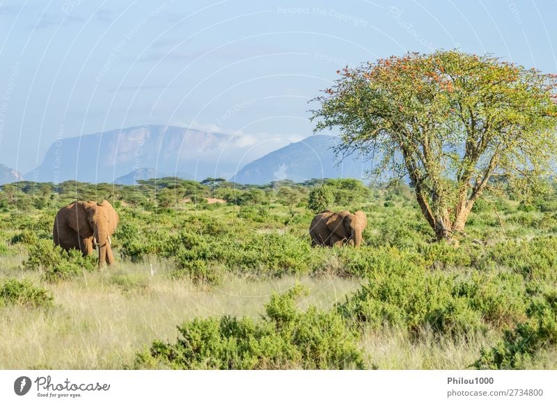 Zwei Elefanten in der Savanne des Samburu Park in Zentralkenia Spielen Ferien & Urlaub & Reisen Safari Familie & Verwandtschaft Natur Tier Baum Herde