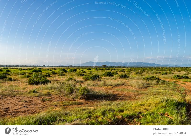 Blick auf die Pfade und Savannen des Samburu Parks Spielen Ferien & Urlaub & Reisen Safari Sommer Umwelt Natur Landschaft Himmel Baum Gras blau grün Afrika