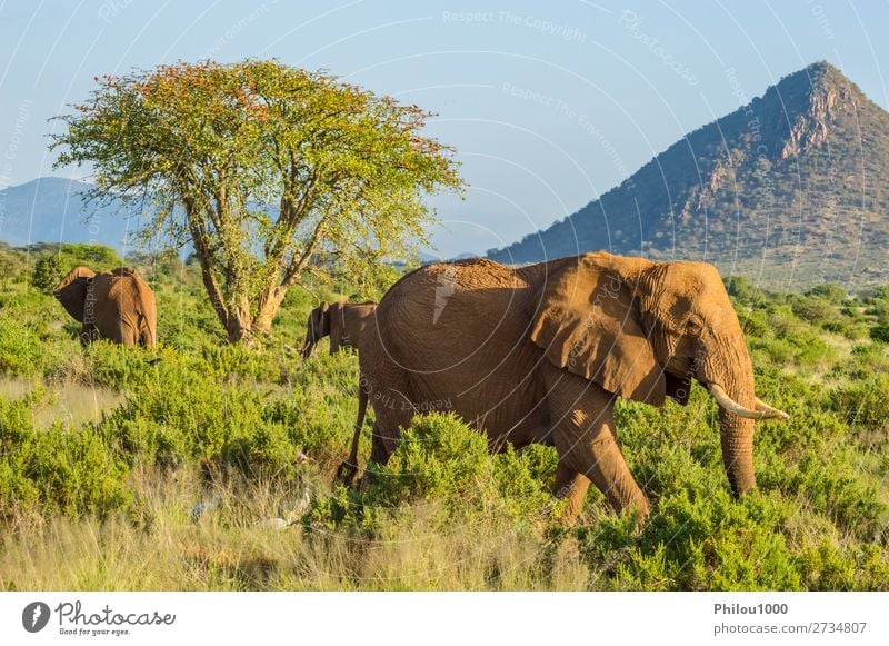 Drei Elefanten in der Savanne des Samburu Park in Zentralkenia Spielen Ferien & Urlaub & Reisen Safari Familie & Verwandtschaft Natur Tier Baum Herde