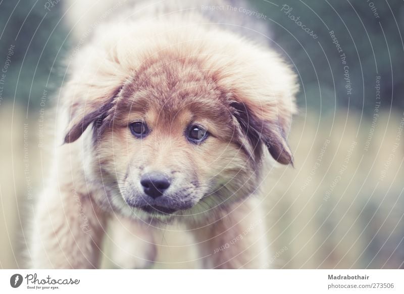 Elo Welpe Hund Tier Auge ein lizenzfreies Stock Foto von Photocase