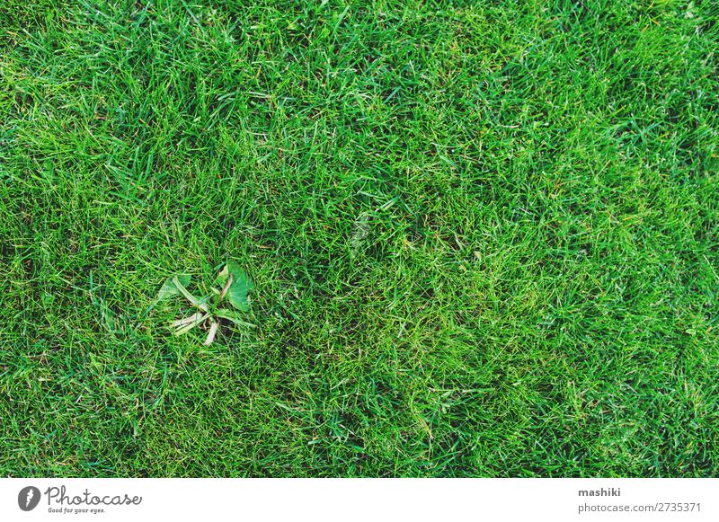 Gras auf dem Rasen. Unkrautbeseitigung aus dem Gartenkonzept Sommer Arbeit & Erwerbstätigkeit Gartenarbeit Umwelt Natur Pflanze Erde Park Wachstum natürlich